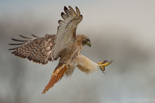 دانلود عکس پرنده شکاری شاهین