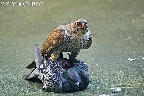 عکسهای شکار کبوتر توسط شاهین