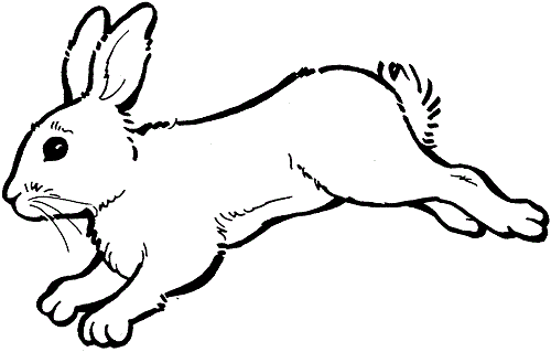 toptoop.ir جدیدترین عکسهای نقاشی شده از کل بدن خرگوش برای دانش آموزان
