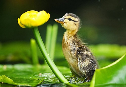 toptoop.ir تصاویر جوجه اردک های قشنگ