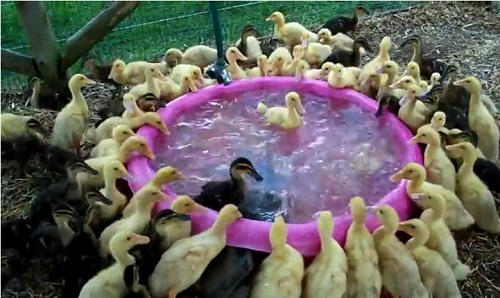 شنا کردن جوجه اردکها در تشت آب