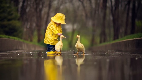 عکس جوجه اردک در کنار بچه