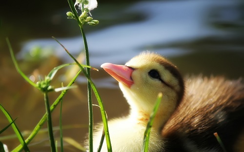 عکس زیبا ترین جوجه اردک