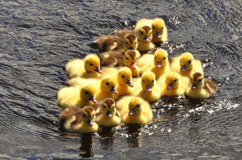 toptoop.ir عکس شنای دسته جمعی جوجه اردکها در دریاچه