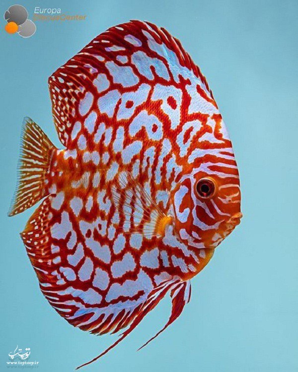 آلبوم عکس ماهی های زیبا و تزیینی