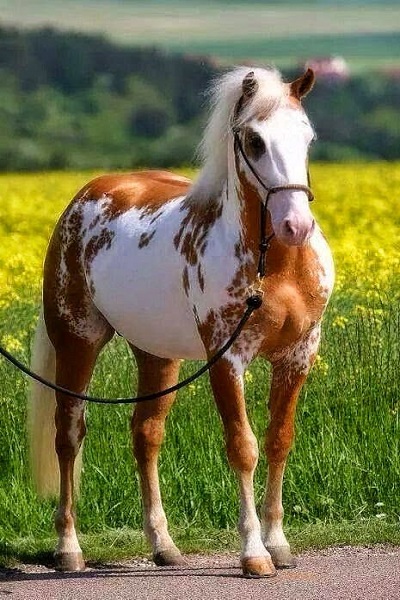 عکس اسب ایرانی