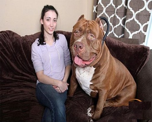 عکس سگهای بزرگ و وحشی