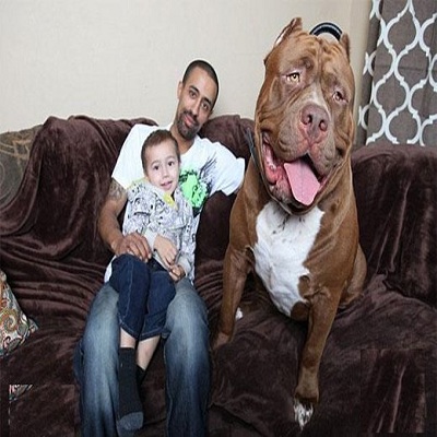 عکس بزرگترین سگهای جهان
