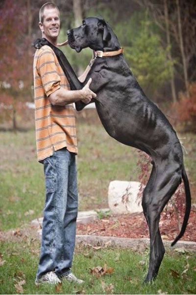 عکس بزرگترین سگهای دنیا
