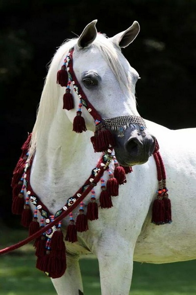 اسب ایرانی