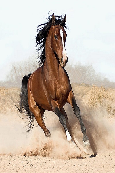 عکس اسب ایرانی