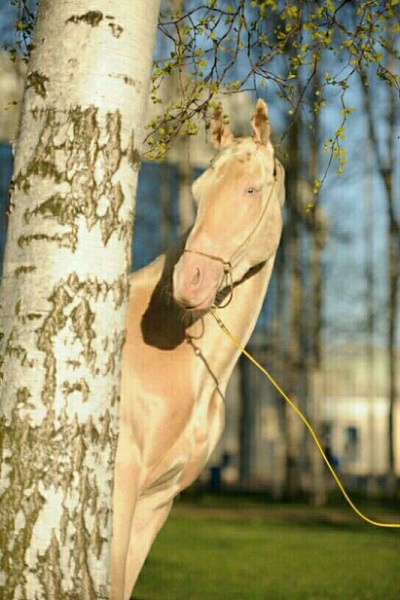 گرانترین و زیباترین اسب دنیا از نژاد ترکمن