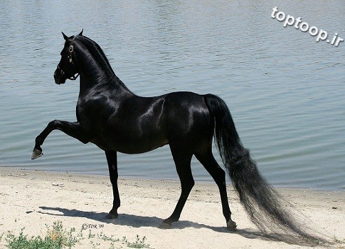 زیباترین اسب های مو بلند