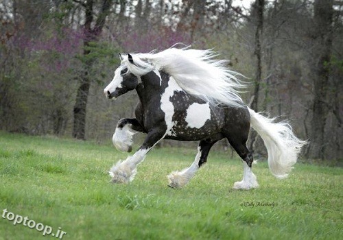 اسب مو بلند خوشگل