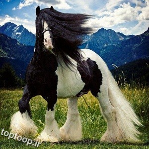 عکس اسب مو بلند و زیبا