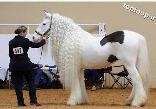 اسب مو بلند و زیبا