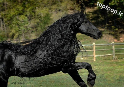 اسب های مو بلند و زیبا