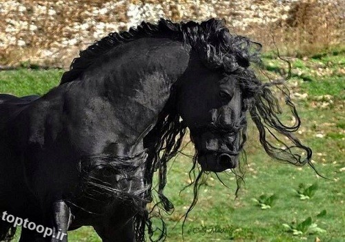 اسب های مو بلند خوشگل