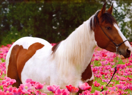 اسب خوشگل