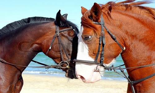 عکس خوشگل ترین اسب های دنیا