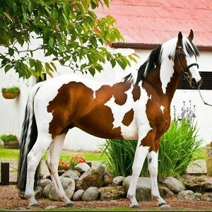 خوشگل ترین اسب های جهان