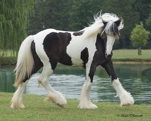 عکس خوشگل ترین اسب ها
