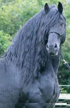 اسب خوشگل
