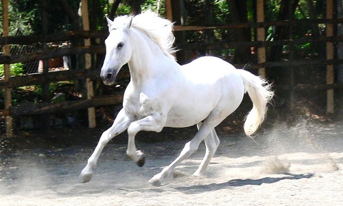 تصاویر خوشگل ترین اسب های دنیا