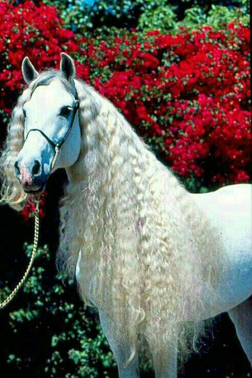 toptoop.irآلبوم تصاویر اسب های قشنگ ویژه سال 96