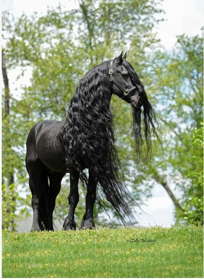 اسب زیبا