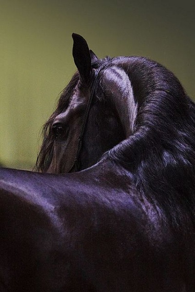 اسب مشکی زیبا