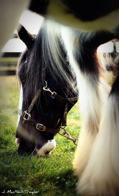 اسب مشکی خیلی زیبا