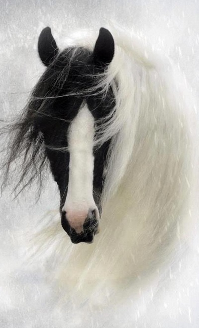تصاویر اسب سفید بسیار زیبا