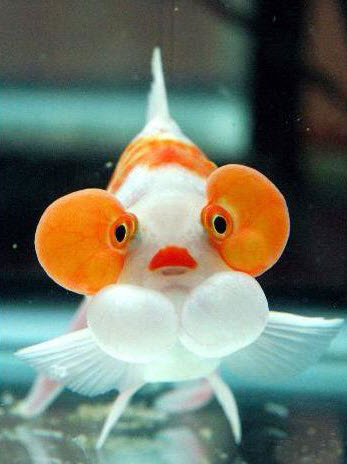 قشنگ ترین ماهی های دنیا
