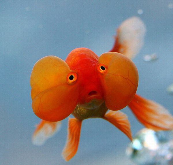 عکس ماهی های قشنگ