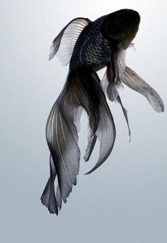تصاویر قشنگ ترین ماهی ها
