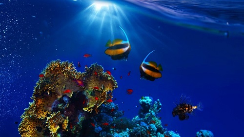 toptoop.ir ماهی های زیبا در حال شنا کردن در اعماق دریا 