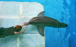 عکسهای شنای پسران خوشگل در استخر