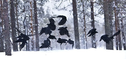 toptoop.ir تصویر دسته جمعی از کلاغها در زمستان
