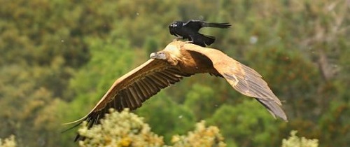  کلاغ روی بال های عقاب در حال پرواز کردن