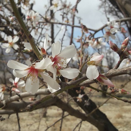 .تصاویر زیبا در بهار و شکوفه درختان برای پروفایل