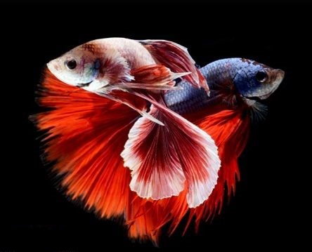 قشنگ ترین ماهی دنیا