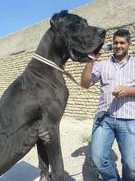 عکس سگهای ایرانی