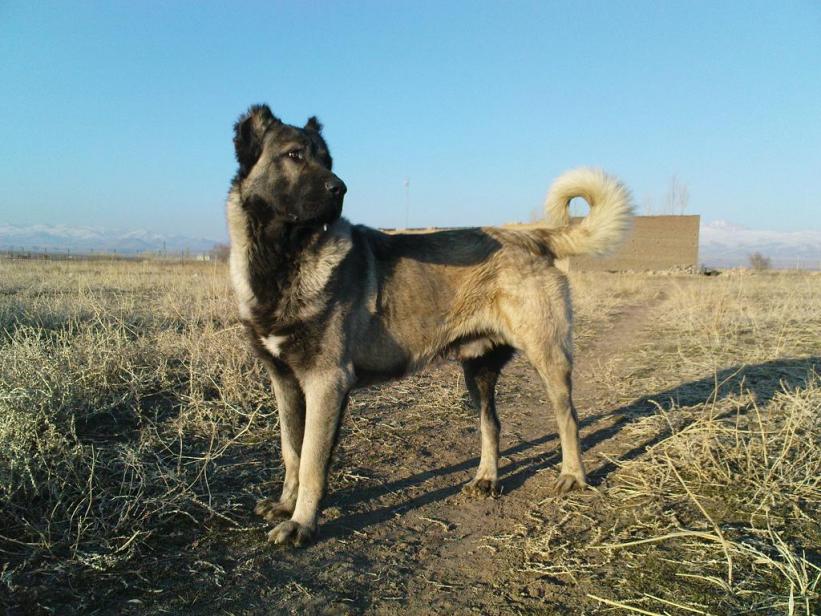عکس سگهای ایرانی