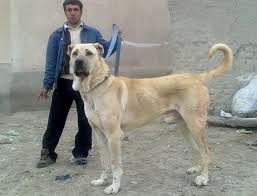 عکس سگ های ایرانی