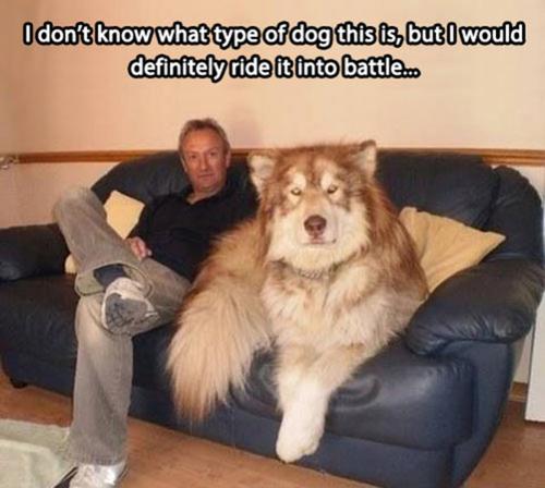 بزرگ ترین سگ