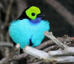 عکس زیباترین پرندگان دنیا