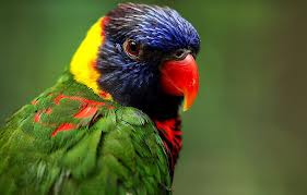 عکس زیباترین پرندگان