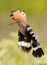 عکس زیباترین پرندگان