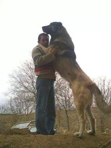 عکس سگ های ایرانی